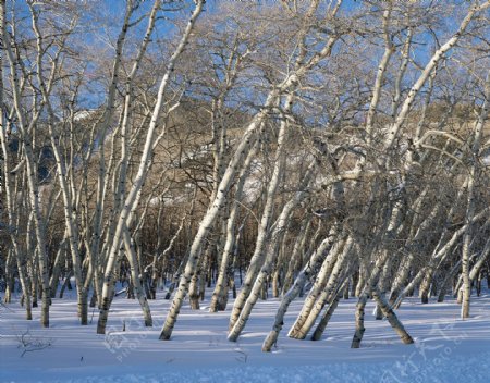 冬天雪景