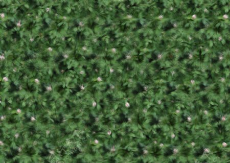 绿色羽毛地毯背景