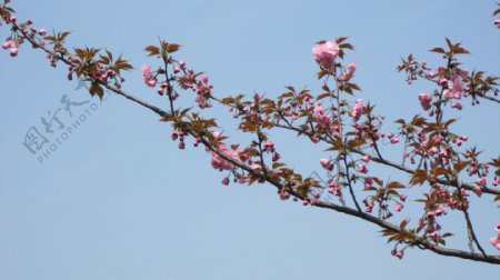 月湖公园的樱花