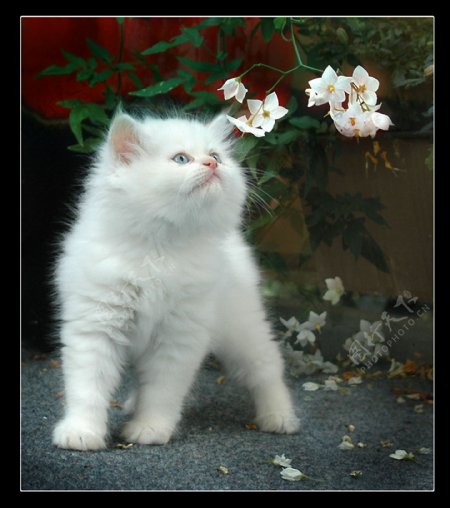 猫与花儿