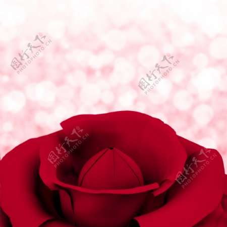 使用背景虚化背景的妇女生日情人节玫瑰