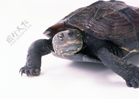 乌龟爬行动物动物图片
