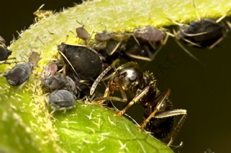 蚂蚁蚜虫图片