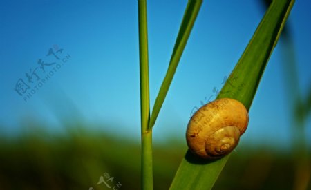 小草上的蜗牛图片