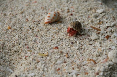 海滩上的小螃蟹图片
