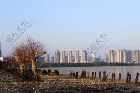 深圳红树林图片