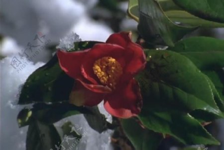 雪中的一朵花