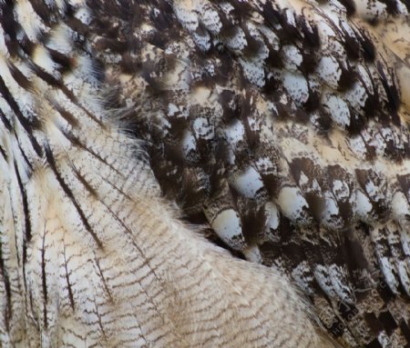 猫头鹰的羽毛