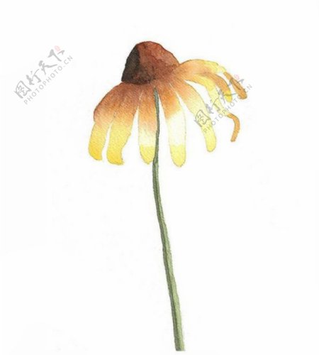 位图植物写意花卉花朵野菊花免费素材