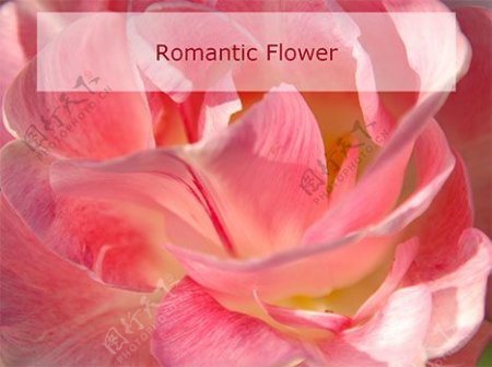 浪漫的花朵的PPT模板