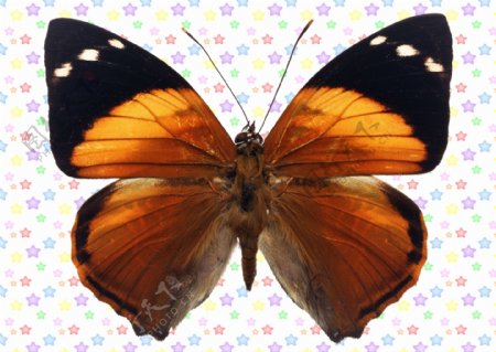 灰褐色白斑点蝴蝶图片