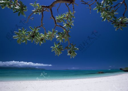 海边沙滩海滩悠闲度假树枝枝头绿叶天空晴空蓝天