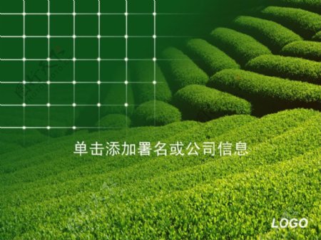 绿色茶山景观PPT模板