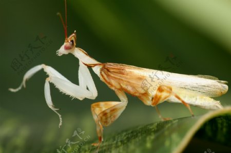 热带褐色螳螂螳螂图片