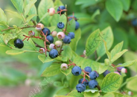枝头上的蓝莓
