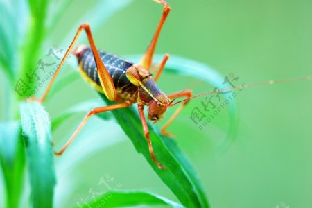 蚂蚱蝗虫微距特写图片