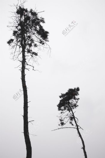 两颗树图片