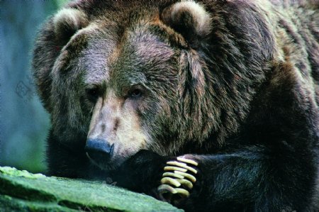 动物熊猫爬树动物世界大图