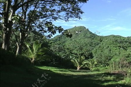 拉罗汤加岛的森林覆盖的山股票视频视频免费下载