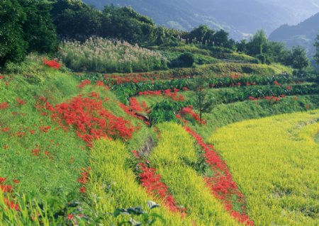 自然风景田园风景清新自然