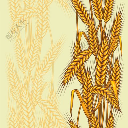 手绘麦穗背景标签图片