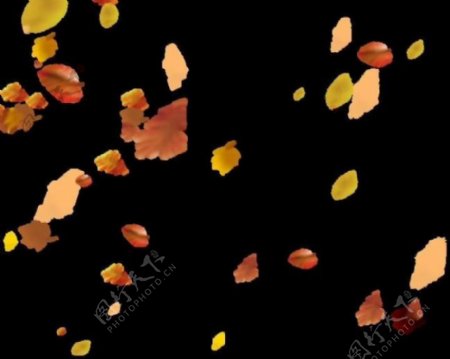 枫叶飘动视频素材