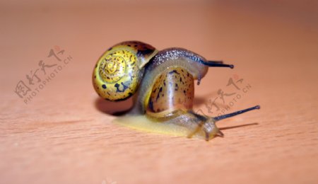 交配中的蜗牛图片