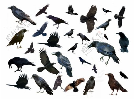 各种飞禽鸟类PSD图片素材