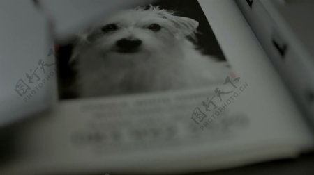 广告狗狗篇视频素材