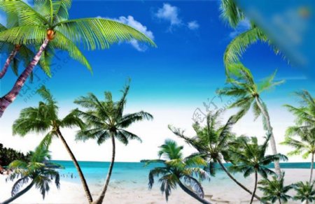 沙滩椰子树群素材