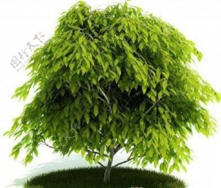 国外精品植物树木灌木3D模型65套4