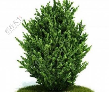 国外精品植物树木灌木3D模型25套1