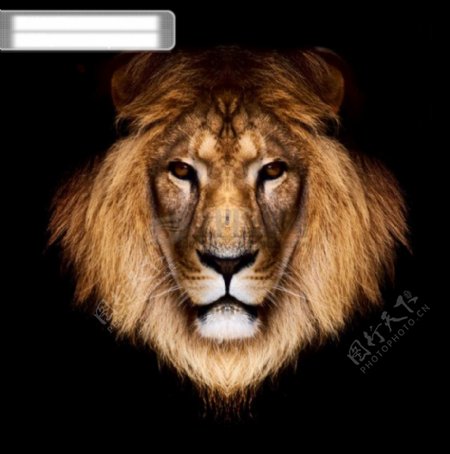 狮子头图片素材