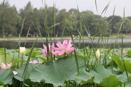 荷花荷叶