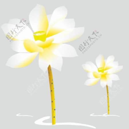白色莲花和花茎
