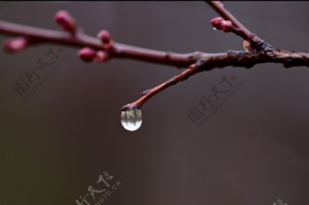 碧桃枝头的水滴图片