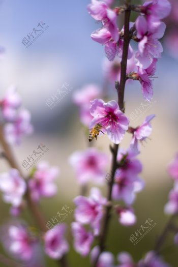 蜂和花图片