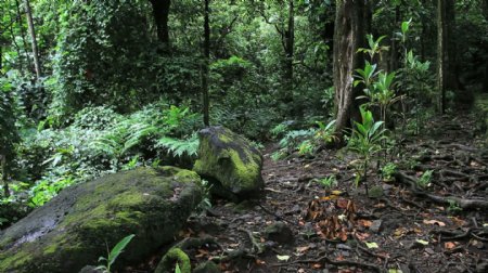 茉莉titiroa马拉埃苔藓的岩石在树林中股票的录像