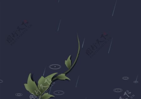 雨水和植物