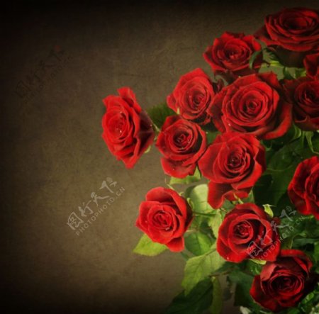 红色玫瑰花背景