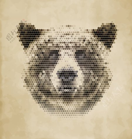灰熊狗熊图片