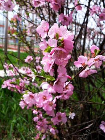 校园的榆叶梅花图片