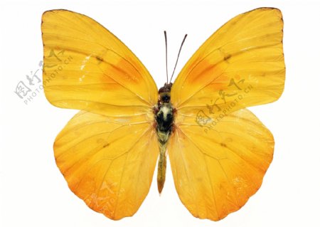 蝴蝶标本