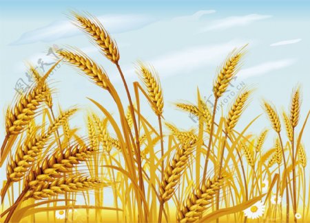 小麦矢量素材图片下载