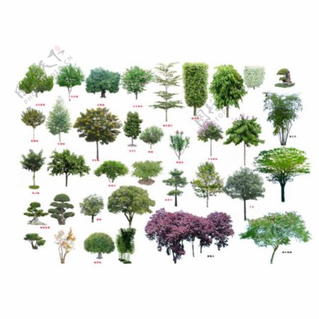 园林景观树PSD素材