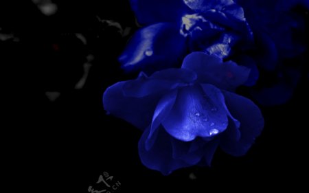 蓝色花朵