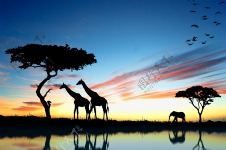 非洲草原动物风景图片
