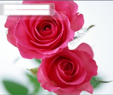 鲜花特写两朵玫瑰花浪漫的艳粉红色玫瑰