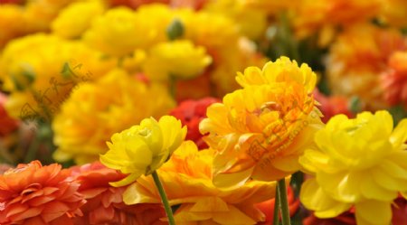 位图植物花朵写实花卉月季免费素材