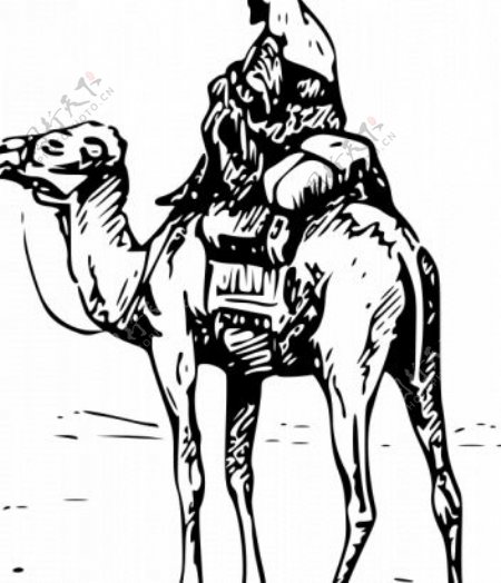 一个骆驼骑士矢量图像